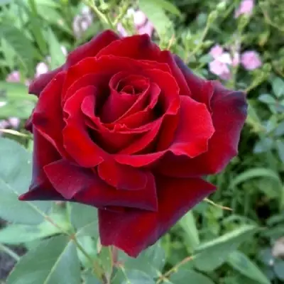 Роза ТАБУ чайно-гибридная в Самохваловичи