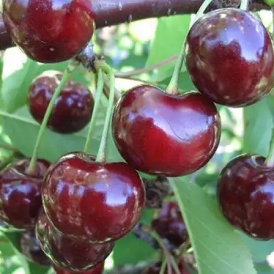 Вишня ЖАДАНА в Самохваловичи