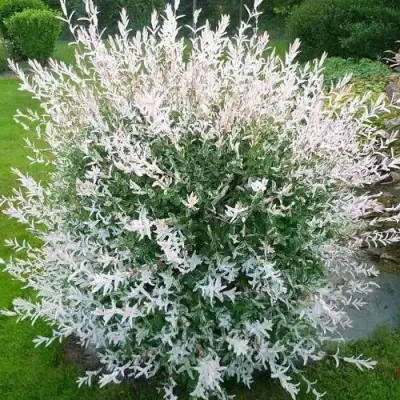 Ива ХАКУРО НИШИКИ в Самохваловичи