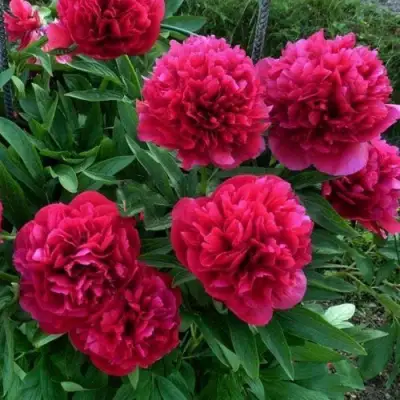 Пион БЕЛГРАВИЯ травянистый в Самохваловичи