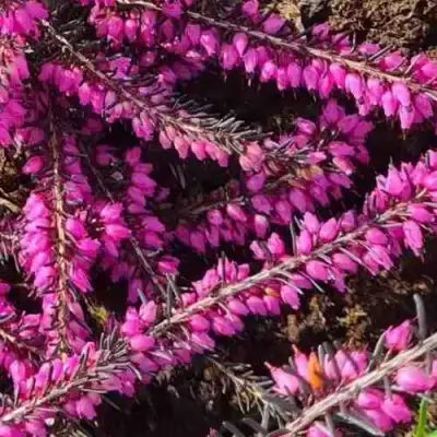 ЭРИКА "АЛЬПИЙСКИЙ ВЕРЕСК" (зимующая) сорт АТРОРУБРА в Самохваловичи