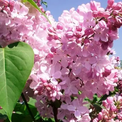 Сирень АДЕЛИНА в Самохваловичи