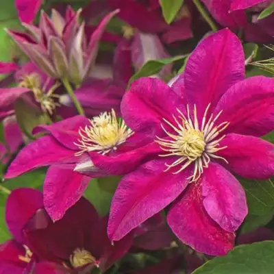 Клематис ЭРНЕСТ МАРКХАМ в Самохваловичи