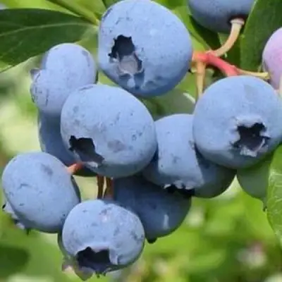 Голубика ДАРРОУ в Самохваловичи