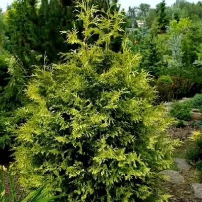Туя ЗЕБРИНА ЭКСТРА ГОЛД складчатая в Самохваловичи
