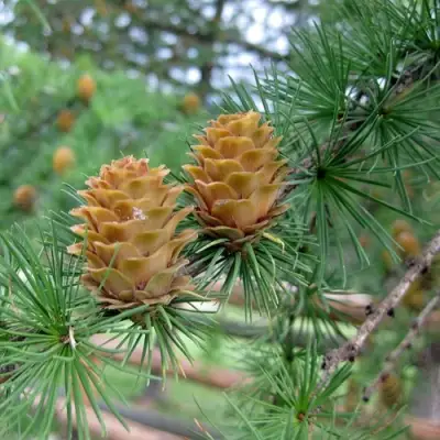 Лиственница КЕМПФЕРА в Самохваловичи