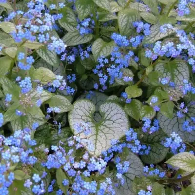 Бруннера ДЖЭК ФРОСТ в Самохваловичи