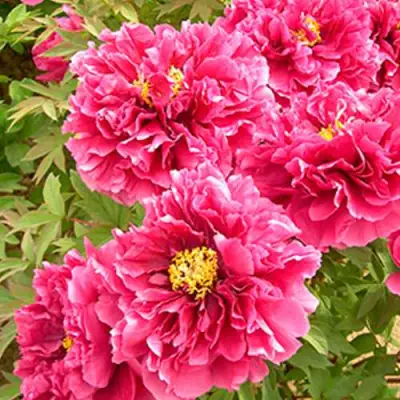 Пион ВОСХОД СОЛНЦА древовидный в Самохваловичи