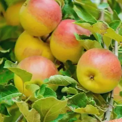 Яблоня ПАМЯТЬ БЛЫНСКОГО колонновидная в Самохваловичи