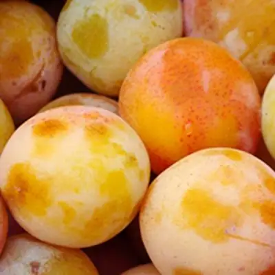 Слива ЯХОНТОВАЯ в Самохваловичи