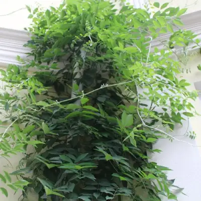 Глициния макростахия БЛЮ МУН в Самохваловичи