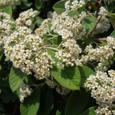 Кизильник пузырчатый в Самохваловичи