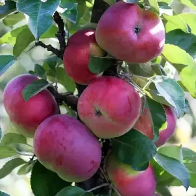 Яблоня ЕСЕНИЯ колонновидная в Самохваловичи