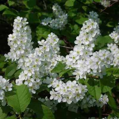 Черемуха ПАМЯТИ САЛАМАТОВА в Самохваловичи