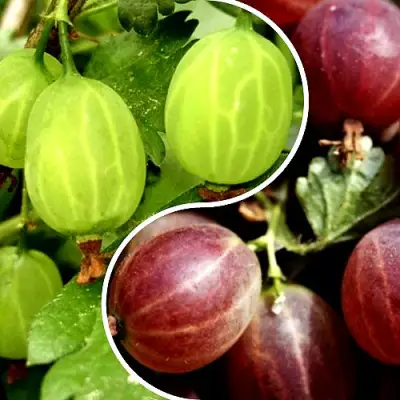 Комплект СКАЗКА в Самохваловичи