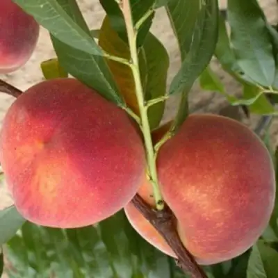 Персик ЮБИЛЕЙ СТОЛИЦЫ колонновидный в Самохваловичи