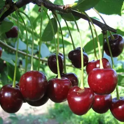 Вишня БЫСТРИНКА в Самохваловичи