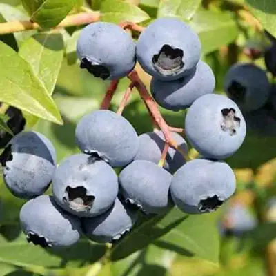 Голубика КРОЭТЭН в Самохваловичи