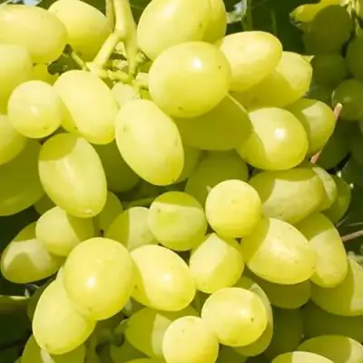 Виноград ДОЛГОЖДАННЫЙ в Самохваловичи