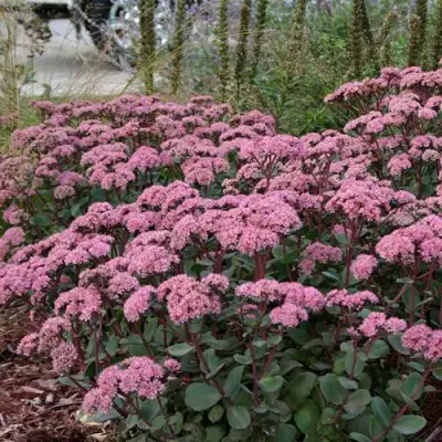 Очиток (седум) МАТРОНА в Самохваловичи