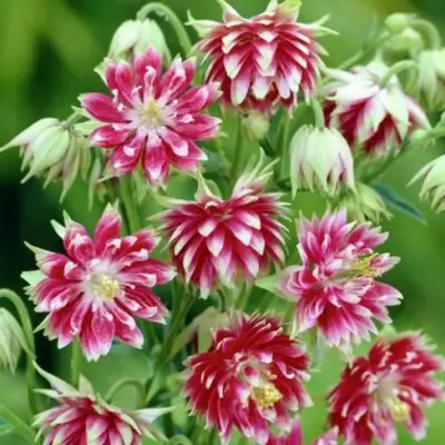 Аквилегия БАРЛОУ НОРА гибрид МакКаны в Самохваловичи