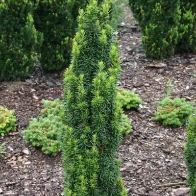 Тис ВОЙТЕК средний  в Самохваловичи