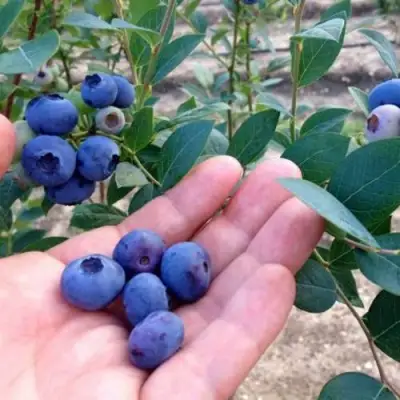 Голубика НОРТ КАНТРИ в Самохваловичи