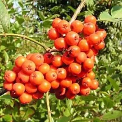 Рябина КОНЦЕНТРА сладкоплодная в Самохваловичи