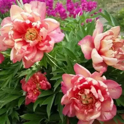 Пион ДЖУЛИЯ РОУЗ ито-гибрид в Самохваловичи