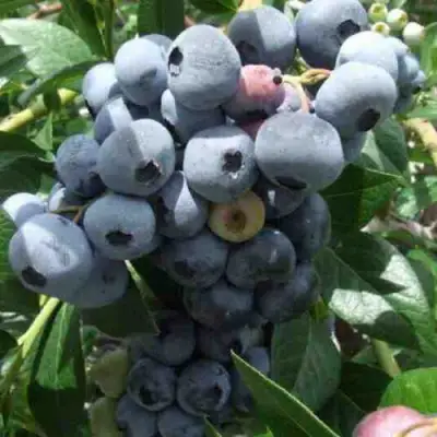 Голубика КРОЭТЭН в Самохваловичи