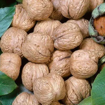 Грецкий орех ПРЕЗИДЕНТ в Самохваловичи