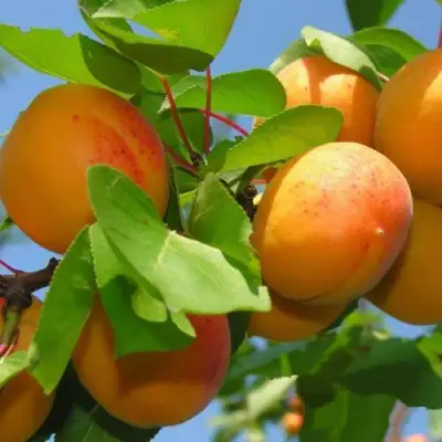 Абрикос КИЕВСКИЙ РАННИЙ в Самохваловичи