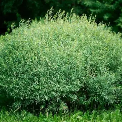 Ива НАНА пурпурная в Самохваловичи