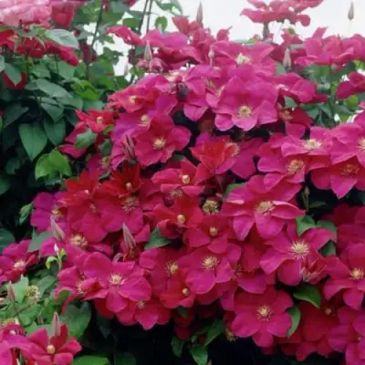 Клематис РУЖ КАРДИНАЛ в Самохваловичи