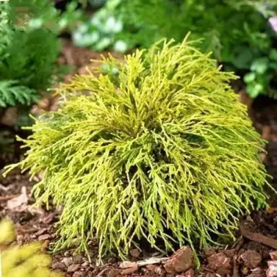 Кипарисовик ВАВЕЛ горохоплодный в Самохваловичи