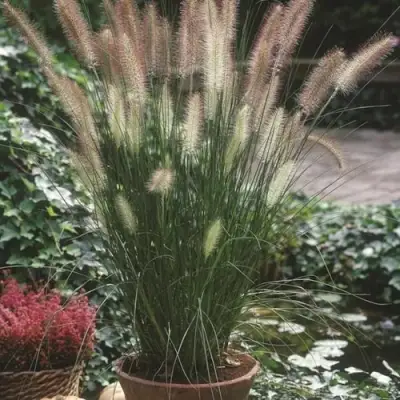 Пеннисетум ХАМЕЛН в Самохваловичи