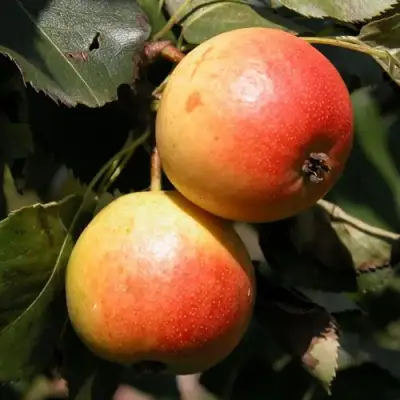 Груша АЛЁНУШКА в Самохваловичи