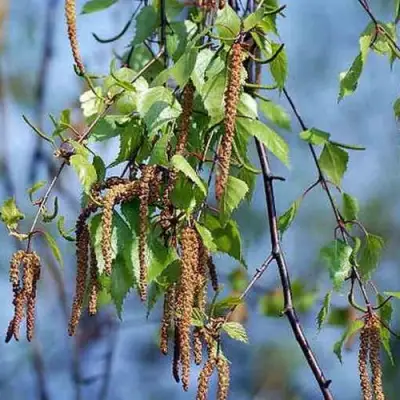 Береза ПОВИСЛАЯ в Самохваловичи