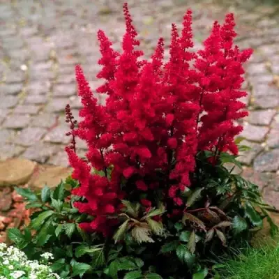 Астильба ГЛАТ Арендса в Самохваловичи