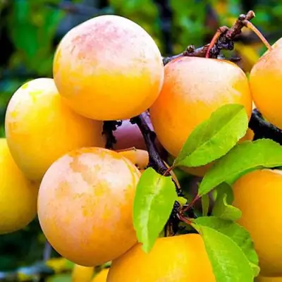 Слива МИНСКАЯ в Самохваловичи