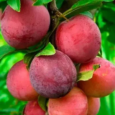 Слива КЛЕОПАТРА в Самохваловичи