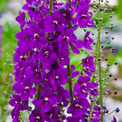 Коровяк ВИОЛЕТТА (вербаскум) в Самохваловичи