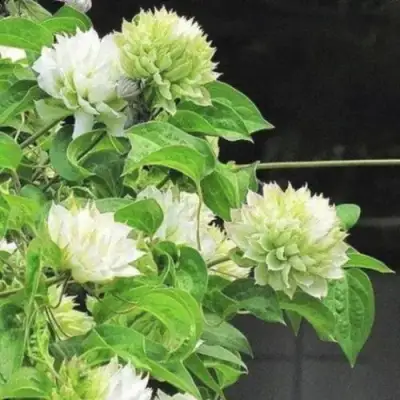 Клематис КОХАНА в Самохваловичи