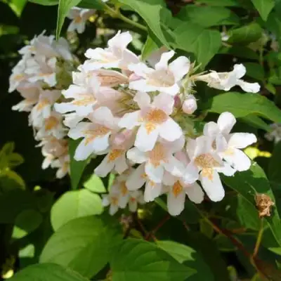 Кольквиция прелестная в Самохваловичи