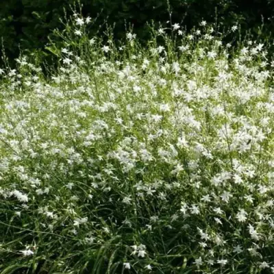 Венечник ветвистый в Самохваловичи