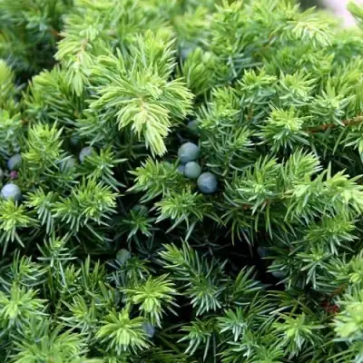 Можжевельник ШЛЯГЕР прибрежный в Самохваловичи