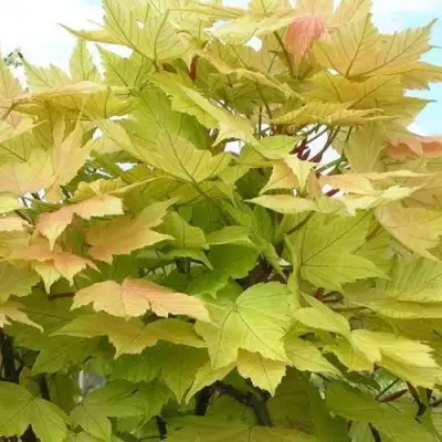 Клен ложноплатановый в Самохваловичи