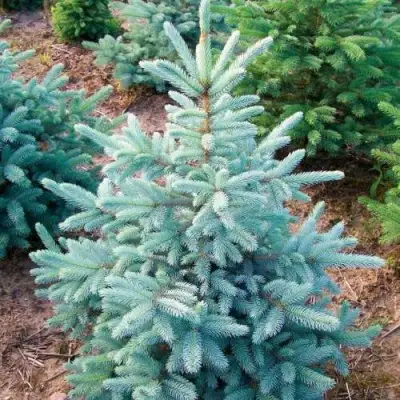 Ель КЕЙБАБ колючая в Самохваловичи