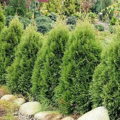 Туя СМАРАГД ВИТБОНТ западная в Самохваловичи