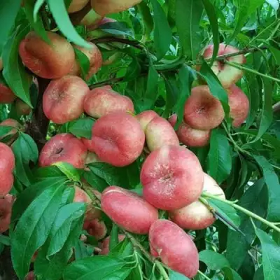 Нектарин КОНЦЕТТИНА в Самохваловичи